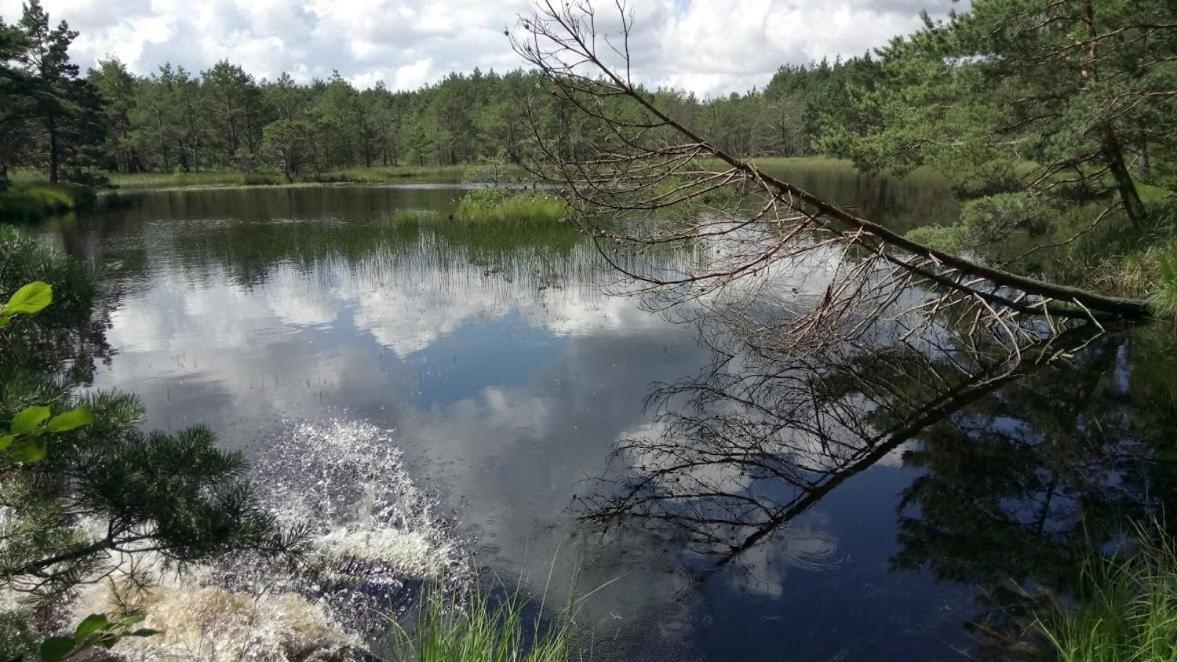 Ostoja Sosnowa Czarny Mlyn, kompleks dwóch nowych domkow Exterior foto